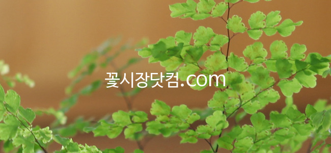 �Ұ��̹���